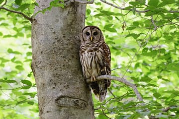 a owl sit on tree, facts about owl