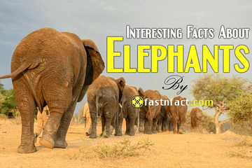 Interesting Facts About Elephants