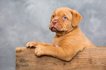 cute dog stand by a wooden box and interesting facts about dogs
