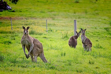 Amazing facts about kangaroos between green grass
