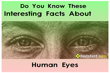 Interesting Facts About Human Eyes