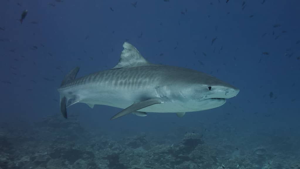 Tiger Sharks Facts