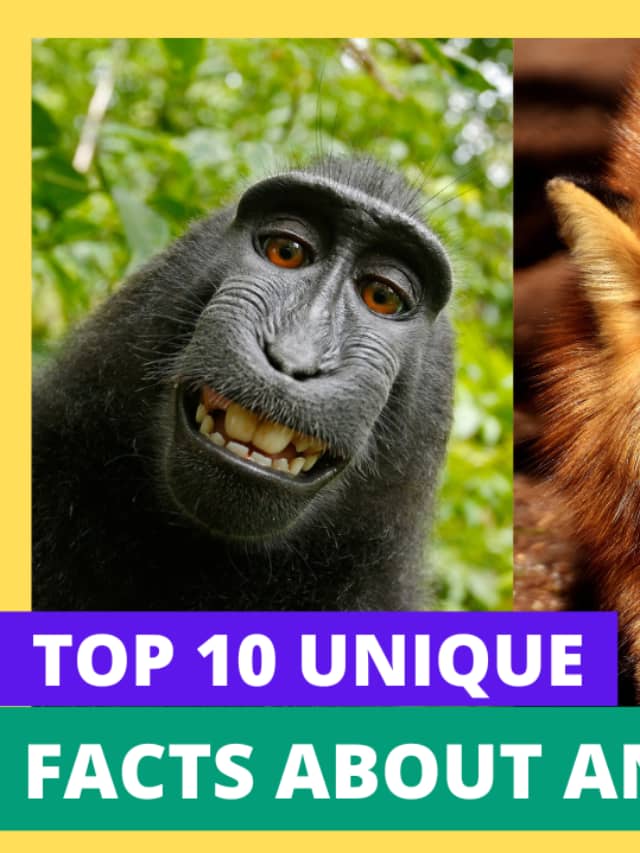 10 Interesting Facts About Animal